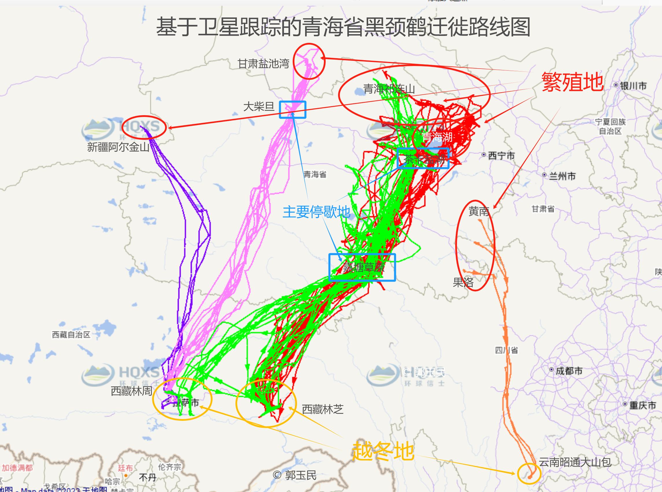 基于衛星跟蹤的青海省黑頸鶴遷徙路線圖